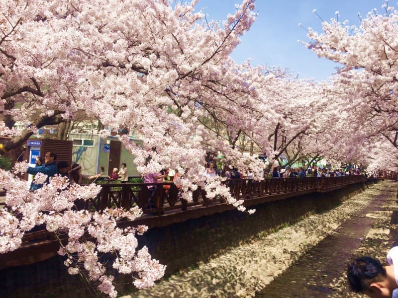 2020 Jinhae Cherry Blossom Tour from Busan (March 27 to April 6) tours ...