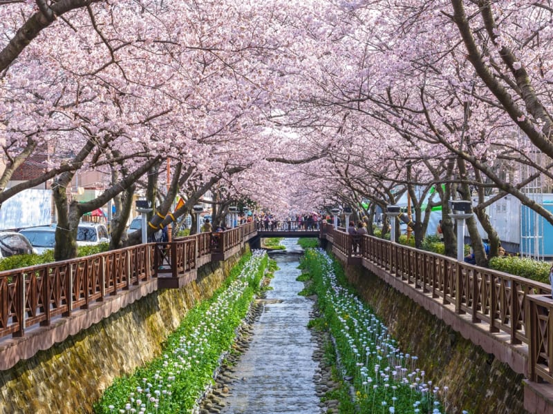 Jinhae Cherry Blossom Festival (Jinhae Gunhangje)