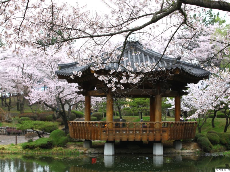 Gyeongju Cherry Blossom Festival Pavilion 