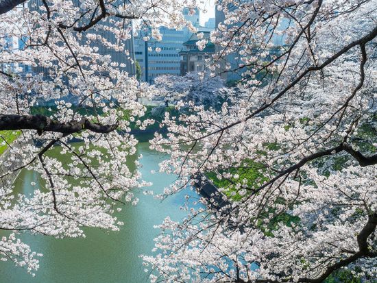 Ushigafuchi_cherry blossom_123RF_57165030_ML