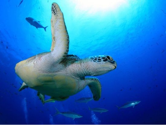 体験ダイビング 年間1,700人の体験ダイバーが参加する安心のショップ！＜ボートまたはビーチ／1～3ダイブ＞by パラオ・パシフイックダイバーズ