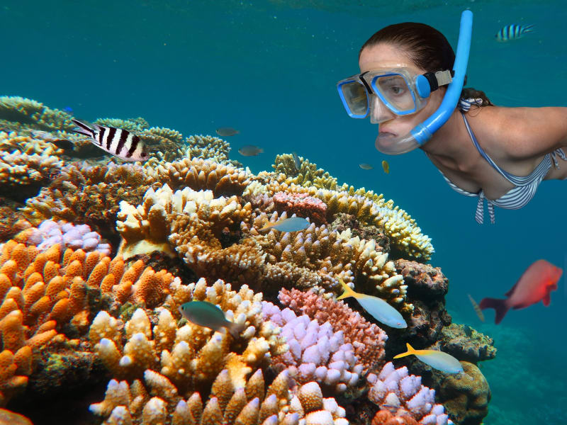 great barrier reef snorkeling australia