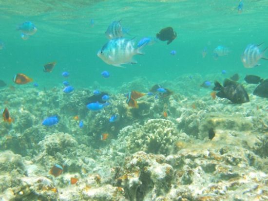 石垣島 青の洞窟シュノーケル＆渓流滝遊び　自然の恵みを感じるアクティビティーツアー＜石垣島＞