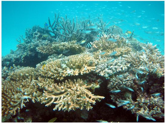 石垣島 青の洞窟シュノーケル＆渓流滝遊び　自然の恵みを感じるアクティビティーツアー＜石垣島＞