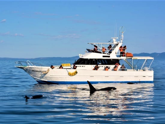 知床羅臼ホエールウォッチングクルーズ　根室海峡でクジラ・イルカ・シャチを観察！0歳～参加OK 前日15時まで予約可＜4～10月／羅臼発＞ by 観光船はまなす