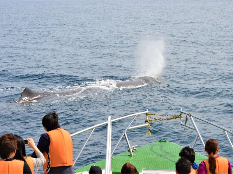 知床羅臼 ホエールウォッチングクルーズ 根室海峡でクジラ イルカ シャチを観察 0歳 参加ok 5 9月 羅臼発 By 観光船はまなす 知床 網走の観光 遊び 体験 レジャー専門予約サイト Veltra ベルトラ 知床羅臼 ホエールウォッチングクルーズ 根室海峡でクジラ イルカ シャチを観察 0歳 参加ok 5 9月 羅臼発 By 観光船はまなす 知床 網走の観光 遊び 体験 レジャー専門予約サイト Veltra ベルトラ