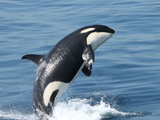 知床羅臼ホエールウォッチングクルーズ　根室海峡でクジラ・イルカ・シャチを観察！0歳～参加OK 前日15時まで予約可＜4～10月／羅臼発＞ by 観光船はまなす