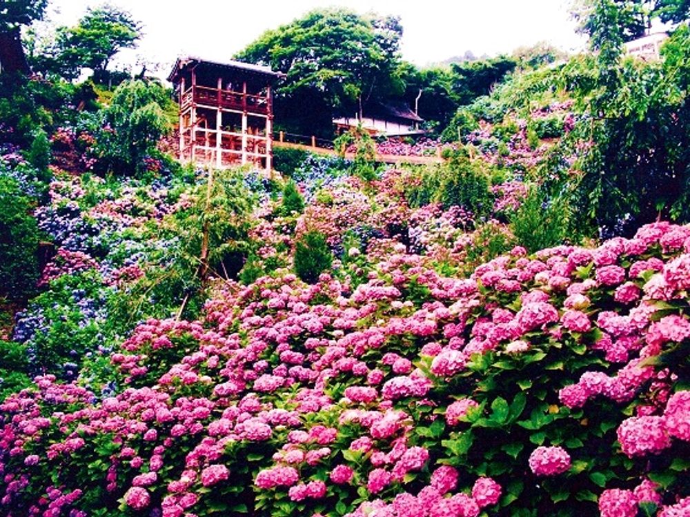 あじさいバスツアー 東の 三室戸寺 西の 善峯寺 雨の日にもおすすめ 18 6 1 7 8 昼食付 京都駅発 By京都定期観光バス 京都の観光 遊び 体験 レジャー専門予約サイト Veltra ベルトラ あじさいバスツアー 東の 三室戸寺 西の 善峯寺 雨の日にもおすすめ 18 6 1 7 8 昼食付 京都駅発 By京都定期観光バス 京都の観光 遊び 体験 レジャー専門予約サイト Veltra ベルトラ