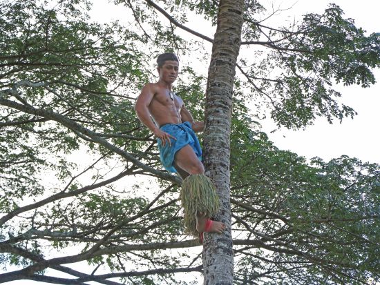 伝統ルアウ＆ハワイアンショー「トア・ルアウ」　アットホームな体験型ルアウショー　ノースショア観光と一緒に楽しもう！ワイメア渓谷の入場券付き＜ノースショア＞