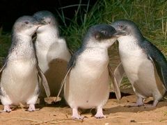 penguin parade phillip island