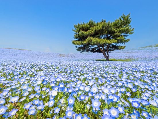 横浜発日帰りバスツアー ひたち海浜公園にて絶景「ネモフィラ」鑑賞＆あしかがフラワーパークでライトアップされた大藤棚も堪能＜4～5月／横浜駅発着＞