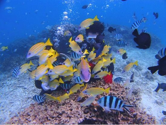 青の洞窟 体験ダイビング　混雑しにくい早朝6時30分便は一番乗りで青の洞窟へ！＜ボート／ガイド貸切／恩納村発＞