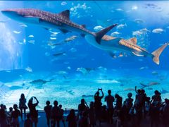 水族館1