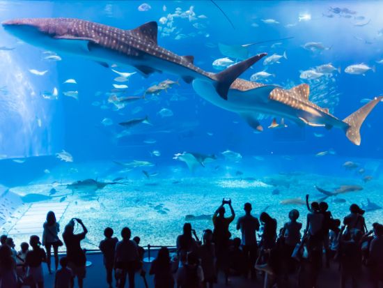 貸切観光タクシー　美ら海水族館・万座毛・首里城など思い通りにめぐるセミオーダーのプライベートツアー＜5～10時間／1～9名／那覇市内・空港送迎可＞