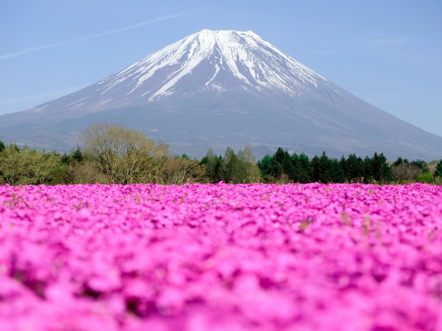 東京発日帰りバスツアー】富士芝桜まつり&富士山うまいものフェスタに