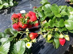 Sunny Ridge Strawberry Farm Strawberry Picking