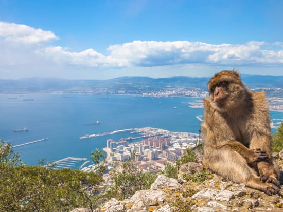 Gibraltar Macaque_shutterstock_448481842