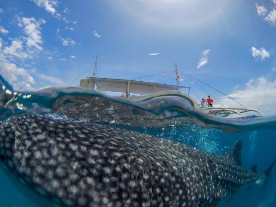 ジンベイザメシュノーケリング+スミロン島（幻の島・サンドバー）上陸ツアー　スミロン島での体験ダイビング付きプランあり！＜昼食／送迎＞