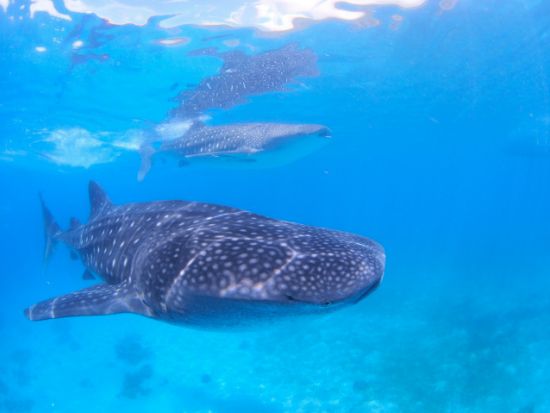 ジンベイザメシュノーケリング+スミロン島（幻の島・サンドバー）上陸ツアー　スミロン島での体験ダイビング付きプランあり！＜昼食／送迎＞