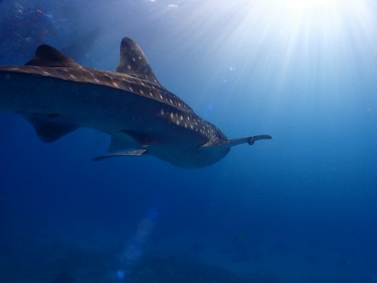 ジンベイザメ+スミロン島ファンダイビングツアー　高確率で会える！ダイビングならではの角度からジンベイザメを楽しもう＜混載／ボート／2ダイブ／昼食＞