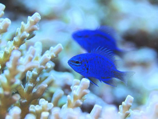 ファンダイビング スミロン島 セブ随一のダイビングスポットへ！＜ボート／2ダイブ＞by エメラルドグリーンダイビングセンター