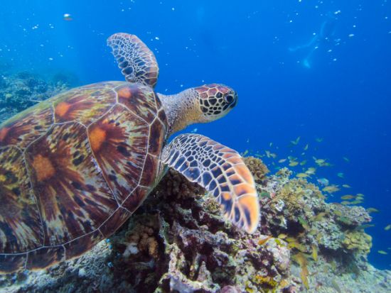 ウミガメシュノーケリング  ☆モアルボアルでウミガメと泳ぐ感動体験！＜送迎／日本語インストラクター／朝＆昼食＞byエメラルドグリーン