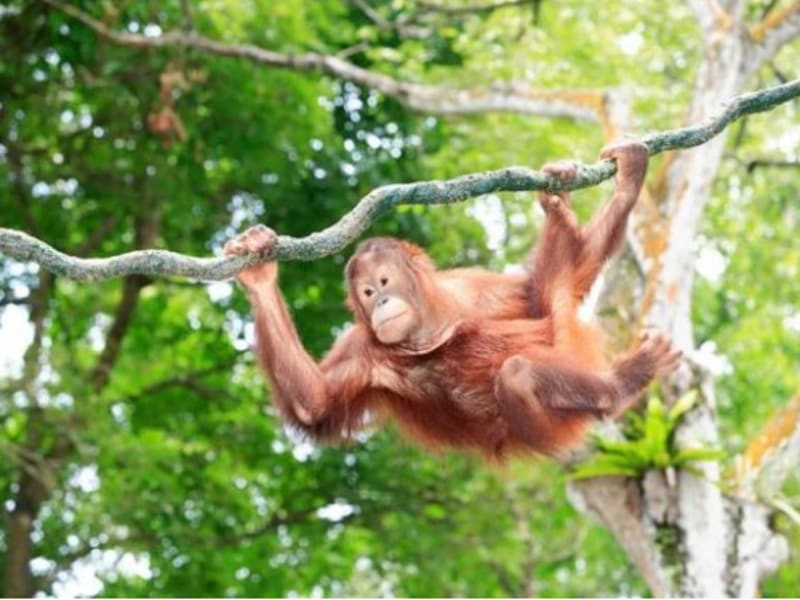 シンガポール動物園 リバーサファリ お迎え付 日本語ガイド オラウータンと朝食付きプランあり シンガポールの観光 オプショナルツアー専門 Veltra ベルトラ