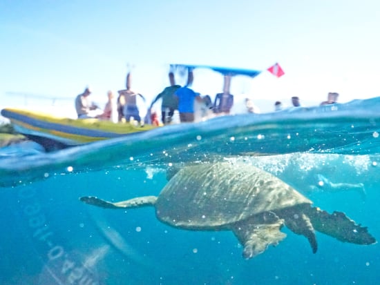 Turtle Boat Swim