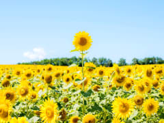 Hokkaido_Hokuryu_Sunflower_Field_shutterstock_475809883 (1)