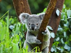 shutterstock_156828686