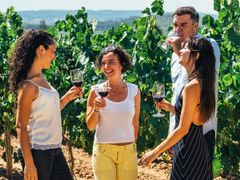 penedes, wine, spain, winery, vineyard