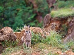 Iberian Lynx_shutterstock_74107369