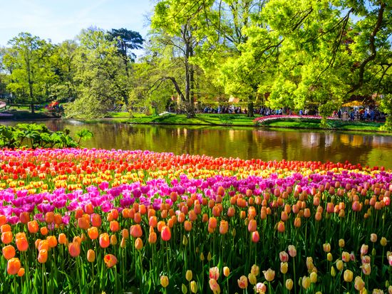 Netherlands_Keukenhof_tulips_shutterstock_428313934