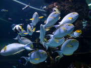 Sentosa S.E.A Aquarium