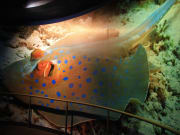 Sentosa S.E.A Aquarium
