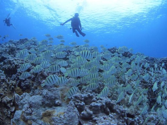 ハナウマ湾体験ダイビング　1日4名限定！ビーチからのエントリーで初心者にもおすすめ！GoProレンタル付きプランあり＜ビーチ／１ダイブ＞by アロハナダイバーズ