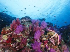 Surin islands snorkeling day tour