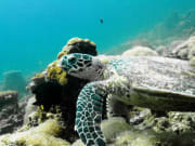 Koh Rok and Koh Haa Snorkeling Day Tour 