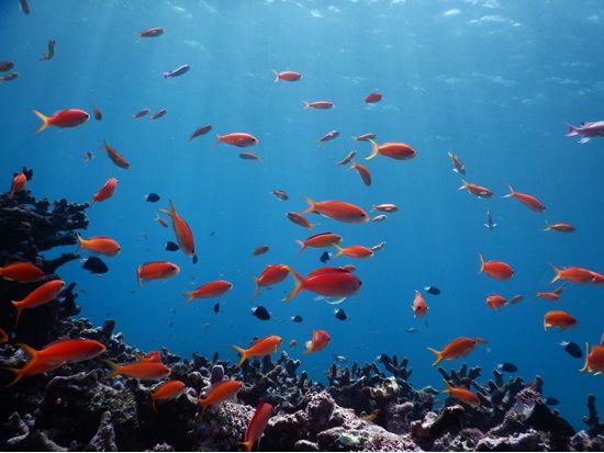 シュノーケリングツアー　快適キャンピングカーで行くのんびり海あそび！＜1日／市街地送迎付／ランチ付／石垣島発＞