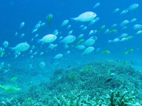 青の洞窟+サンゴ礁体験ダイビングツアー　ワクワク感満載のキャンピングカーで行く人気3ポイントを1日で遊び尽くそう＜1日／市街地送迎付／ランチ付／石垣島発＞