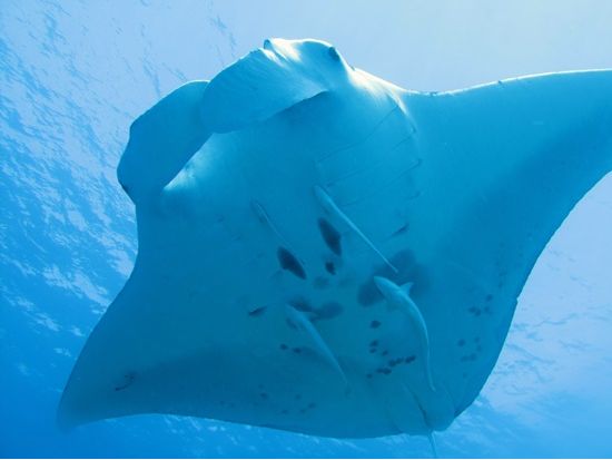 マンタ+青の洞窟シュノーケリングツアー　快適設備のキャンピングカーで行く！ツアー最後にはジャングルの滝あそび付き＜1日／ランチ付き／市街地送迎／石垣島発＞