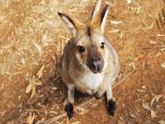 Generic_Kangaroo_Wallaby_shutterstock_537738424