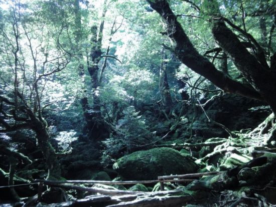 白谷雲水峡（太鼓岩まで）トレッキングツアー　白谷雲水峡最大の巨木『奉行杉』も見られるコース 登山装備レンタル＆お弁当手配可能 by 屋久島ガイド21EC-K