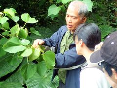 亜熱帯の森2