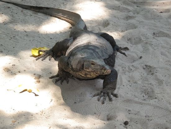 トゥンク アブドゥル ラーマン海洋公園 観光情報 マレーシアの観光 オプショナルツアー専門 Veltra ベルトラ トゥンク アブドゥル ラーマン海洋公園 観光情報 マレーシアの観光 オプショナルツアー専門 Veltra ベルトラ