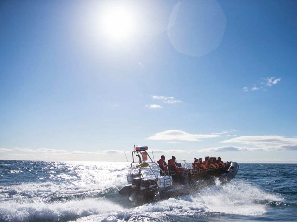 Iceland Express Whale and Puffin Tour from Reykjavik by RIB Boat tours