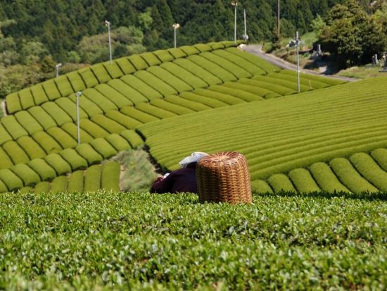 世界農業遺産 茶草場農法の掛川茶茶摘み体験＋摘取り茶葉の天ぷら＆七輪で炭火焼きBBQランチ＜約3時間／静岡＞