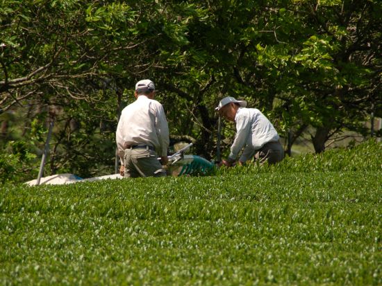 世界農業遺産 茶草場農法の掛川茶茶摘み体験＋摘取り茶葉の天ぷら＆七輪で炭火焼きBBQランチ＜約3時間／静岡＞