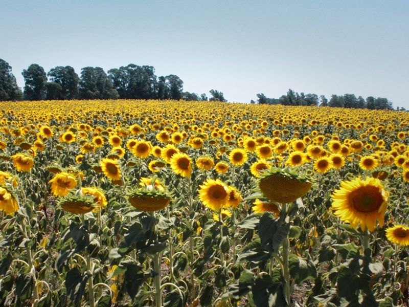 Campo_de_girasoles