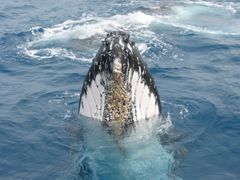 humpback_spyhop
